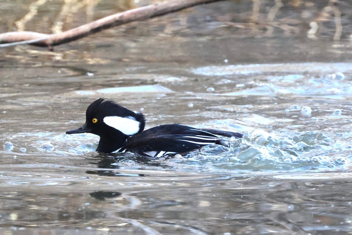 Smergo dal cappuccio - ML647806556