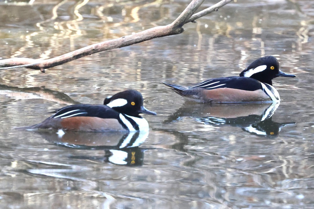 Smergo dal cappuccio - ML647806557