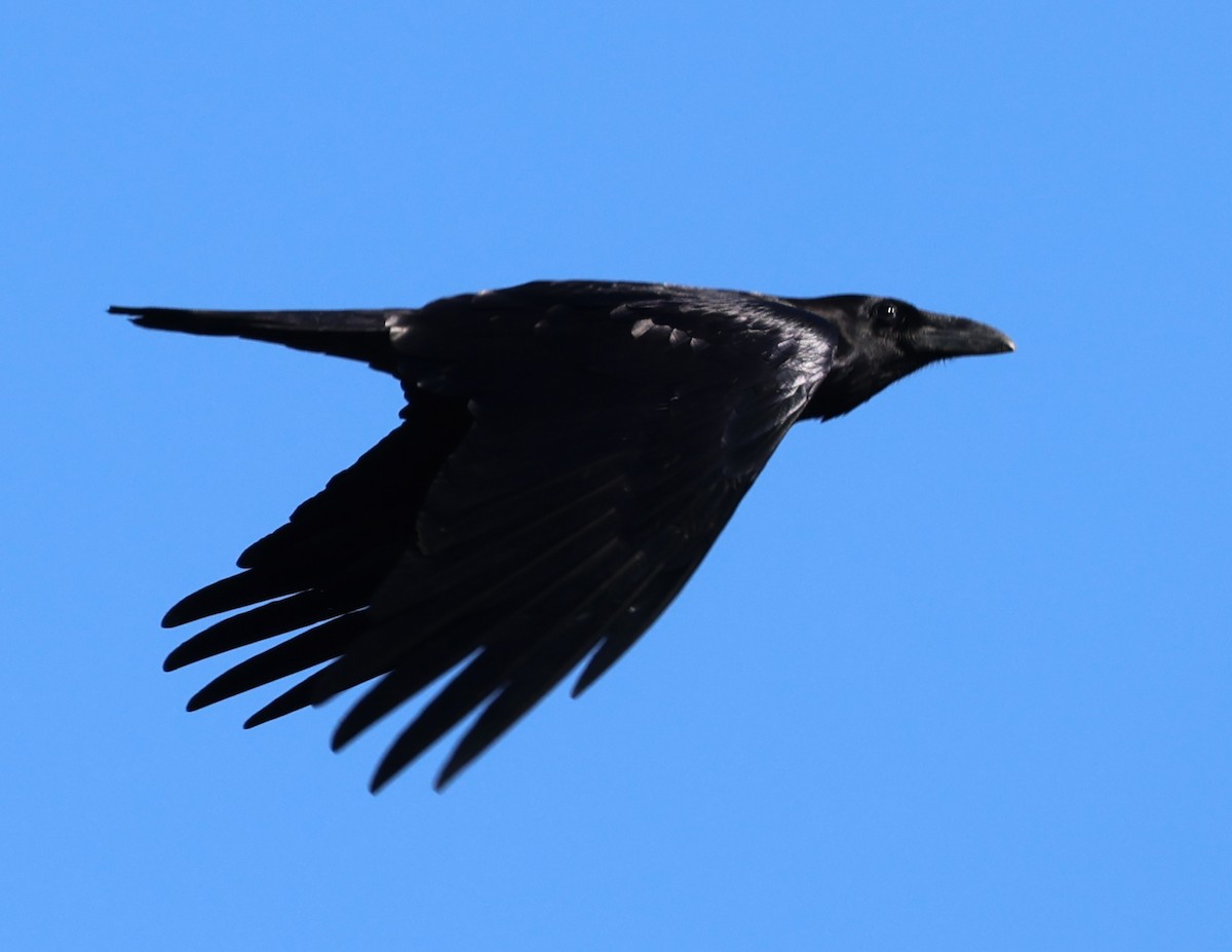 עורב שחור - ML647806559