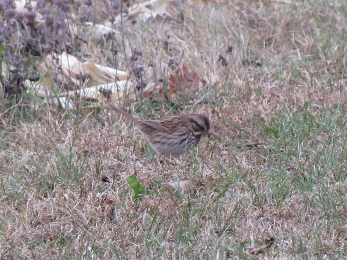 Пасовка співоча - ML647806564