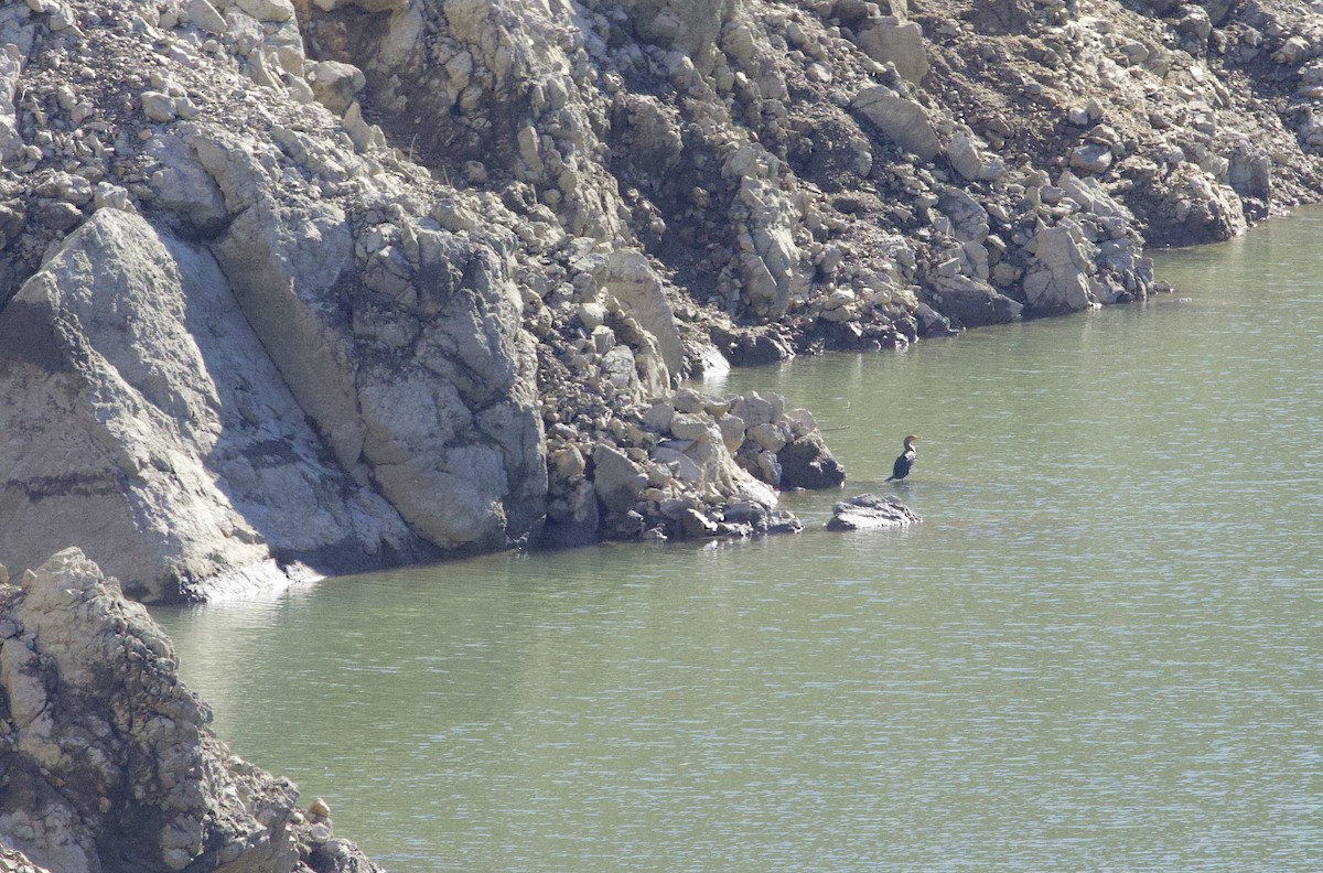 Double-crested Cormorant - ML647806571