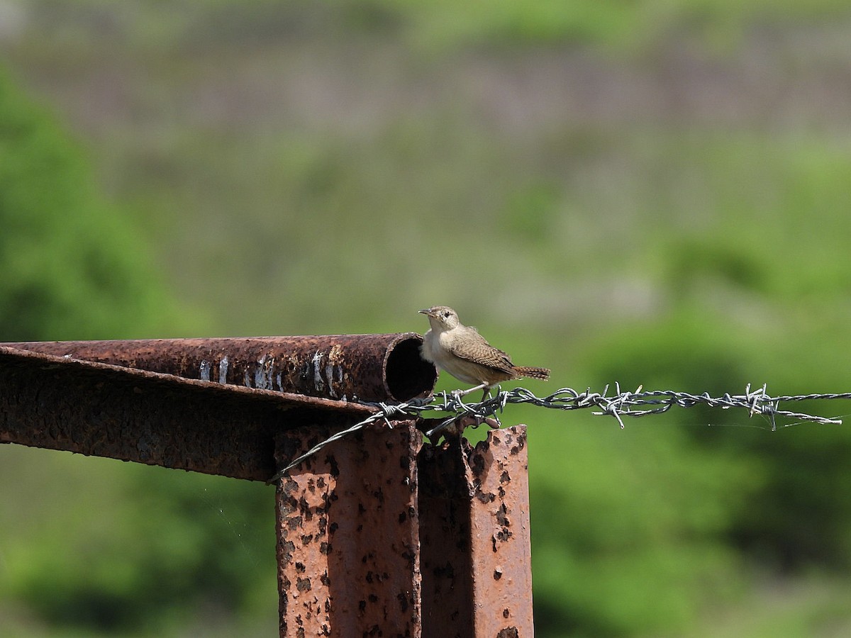 Southern House Wren - ML647806581