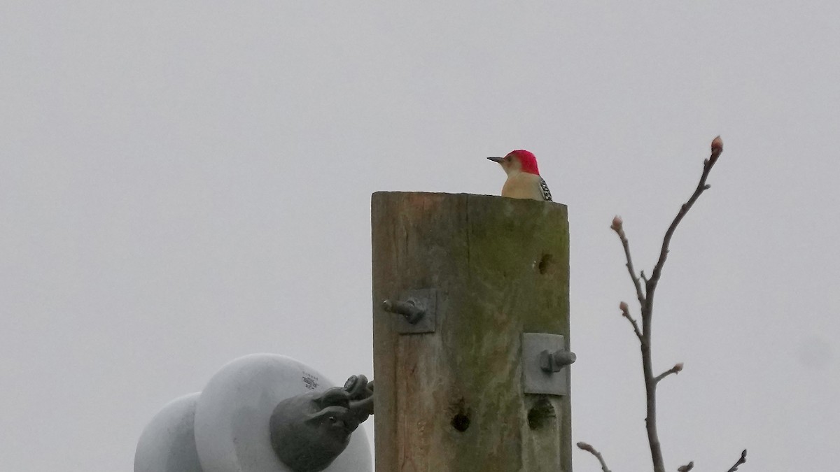 Red-bellied Woodpecker - ML647806598