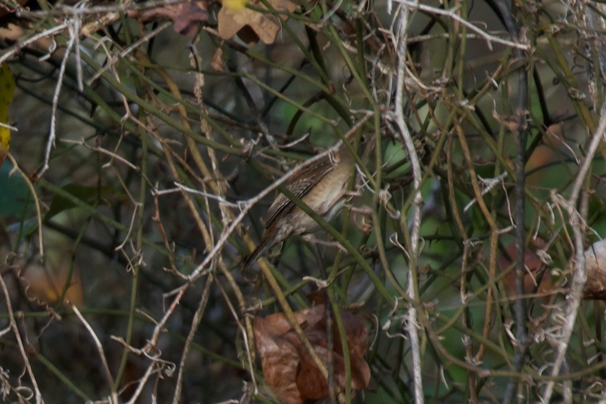 Northern House Wren - ML647806601