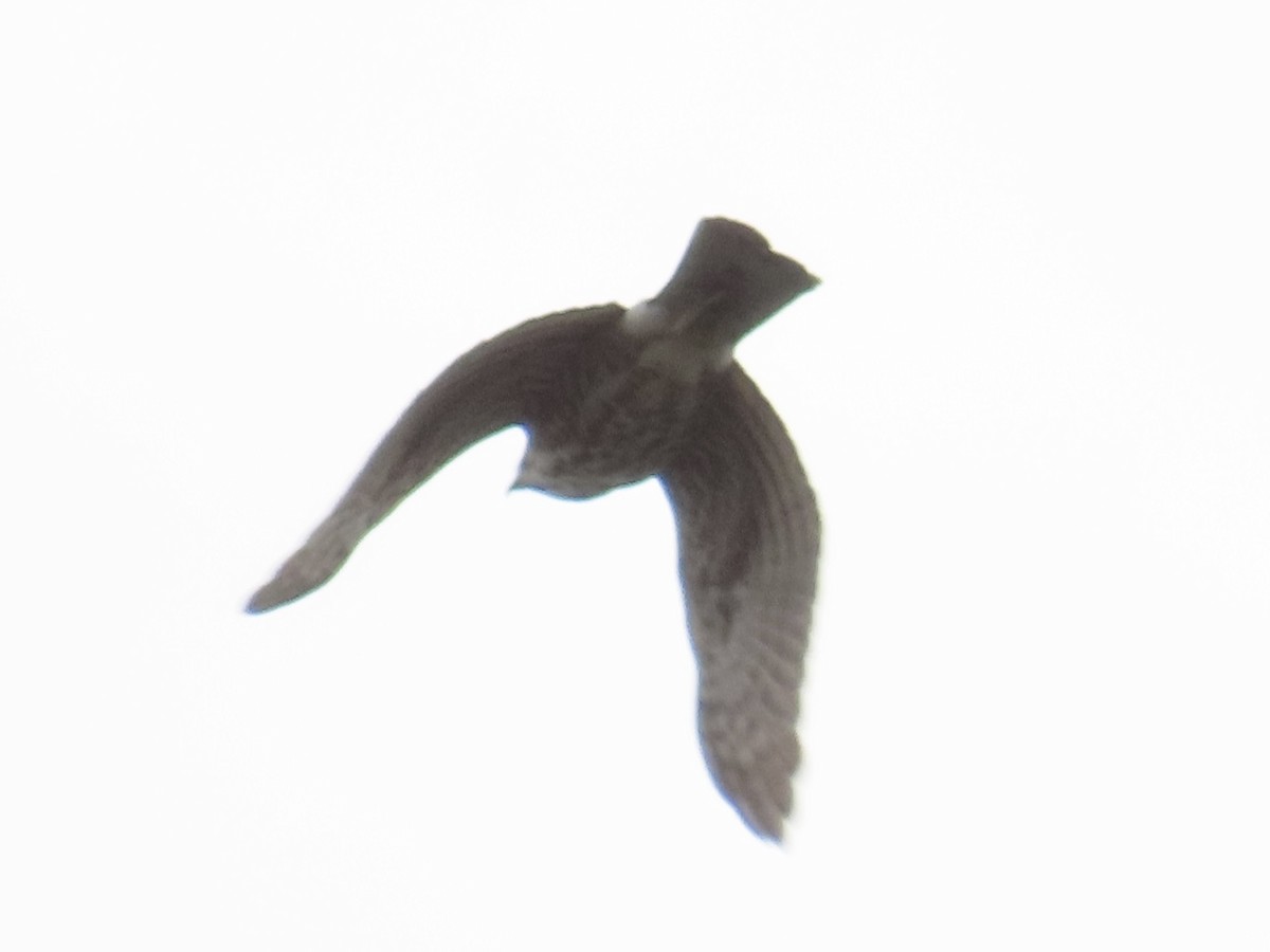 Gavilán Besra - ML647806605