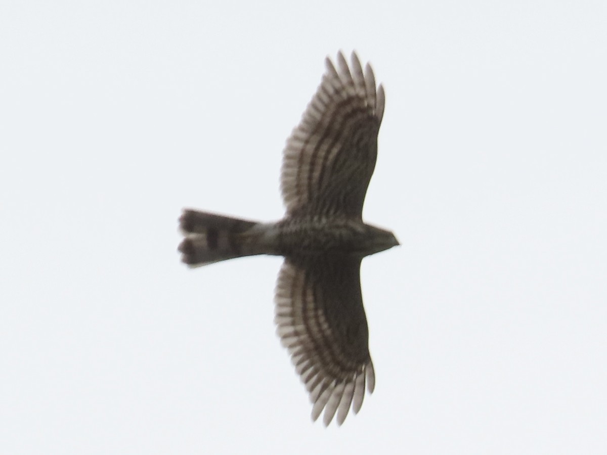 Gavilán Besra - ML647806606