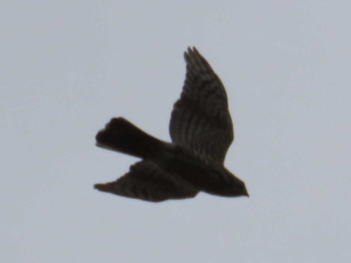 Gavilán Besra - ML647806607