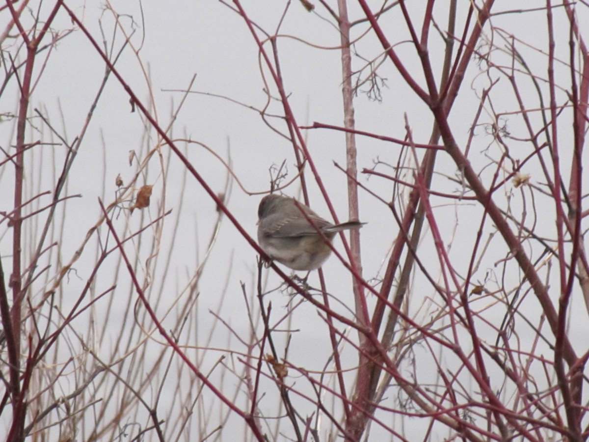 Юнко сірий - ML647806628