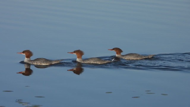 Serreta Grande - ML647806632