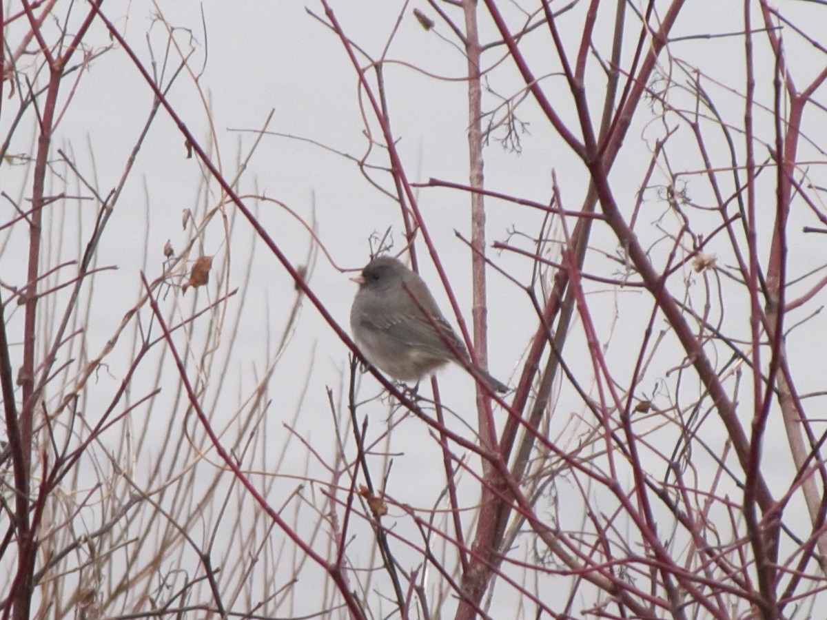 Юнко сірий - ML647806646