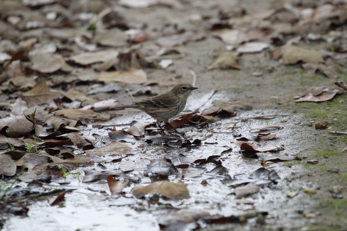 Yellow-rumped Warbler - ML647806653