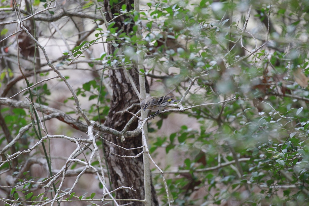 Yellow-rumped Warbler - ML647806654