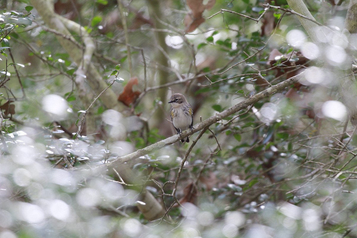 Yellow-rumped Warbler - ML647806655