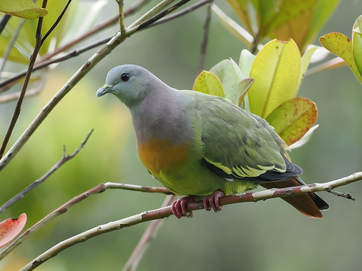Pink-necked Green-Pigeon - ML647806664