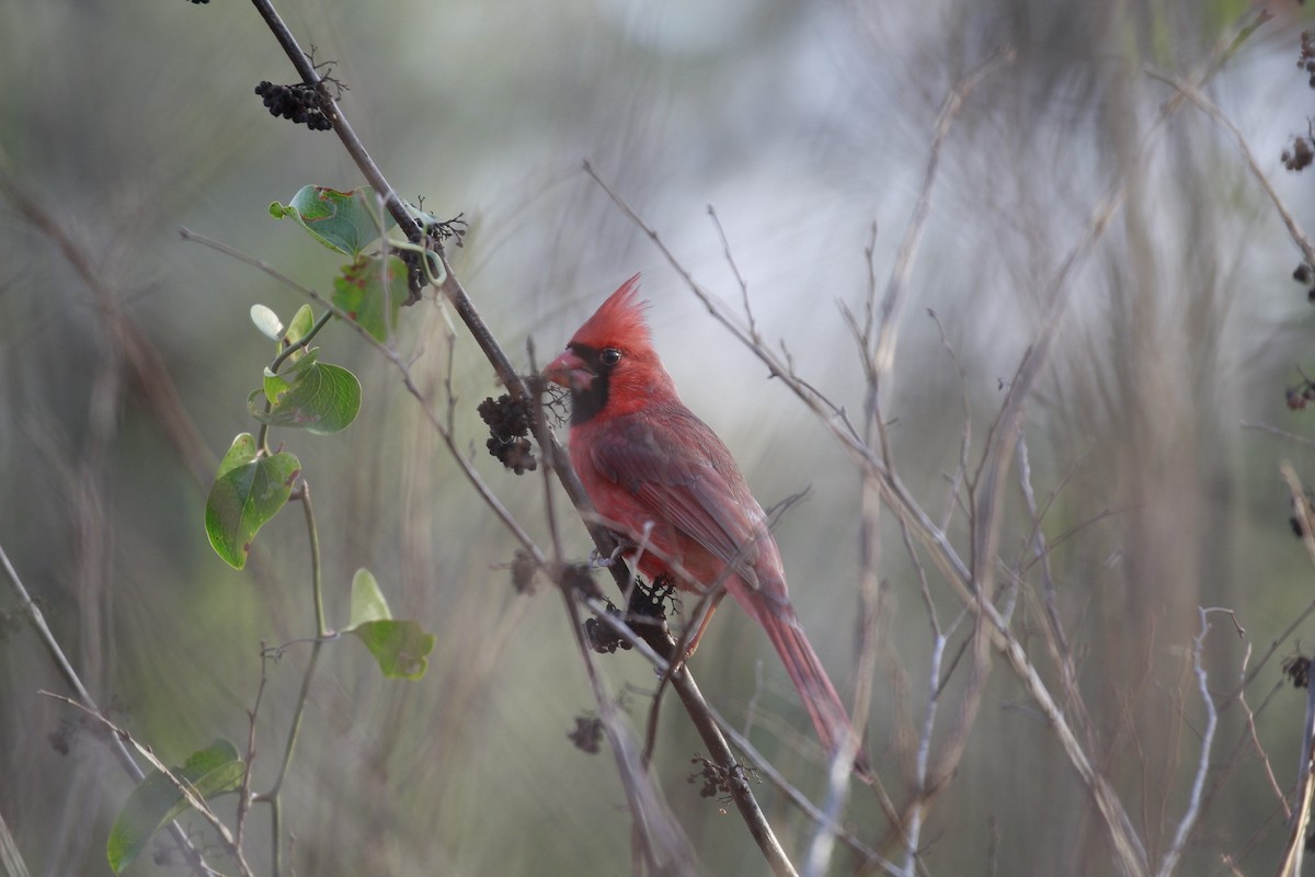 Northern Cardinal - ML647806669