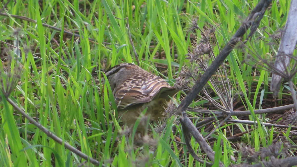 Porsuk Serçesi - ML647806678