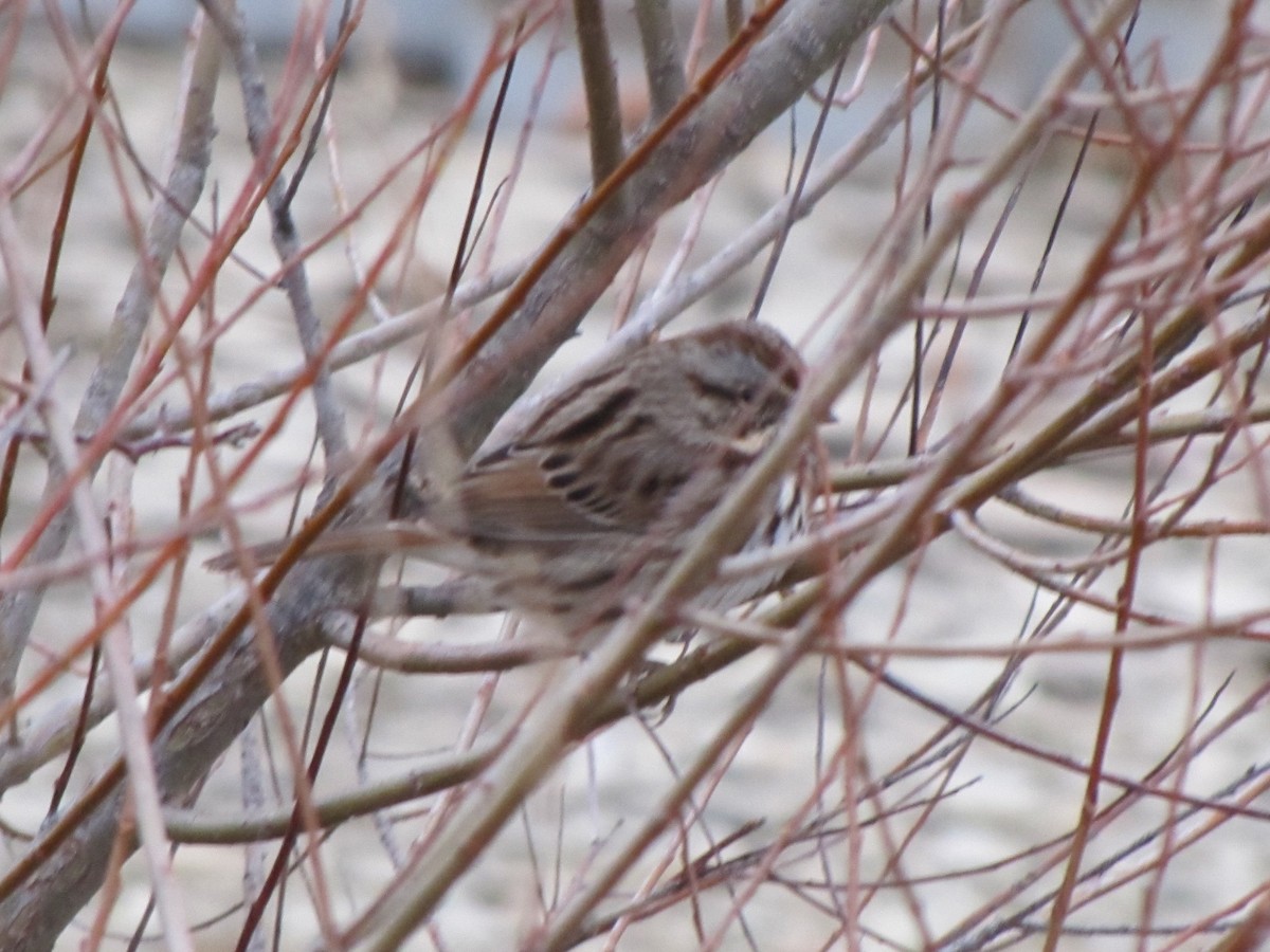 Пасовка співоча - ML647806690