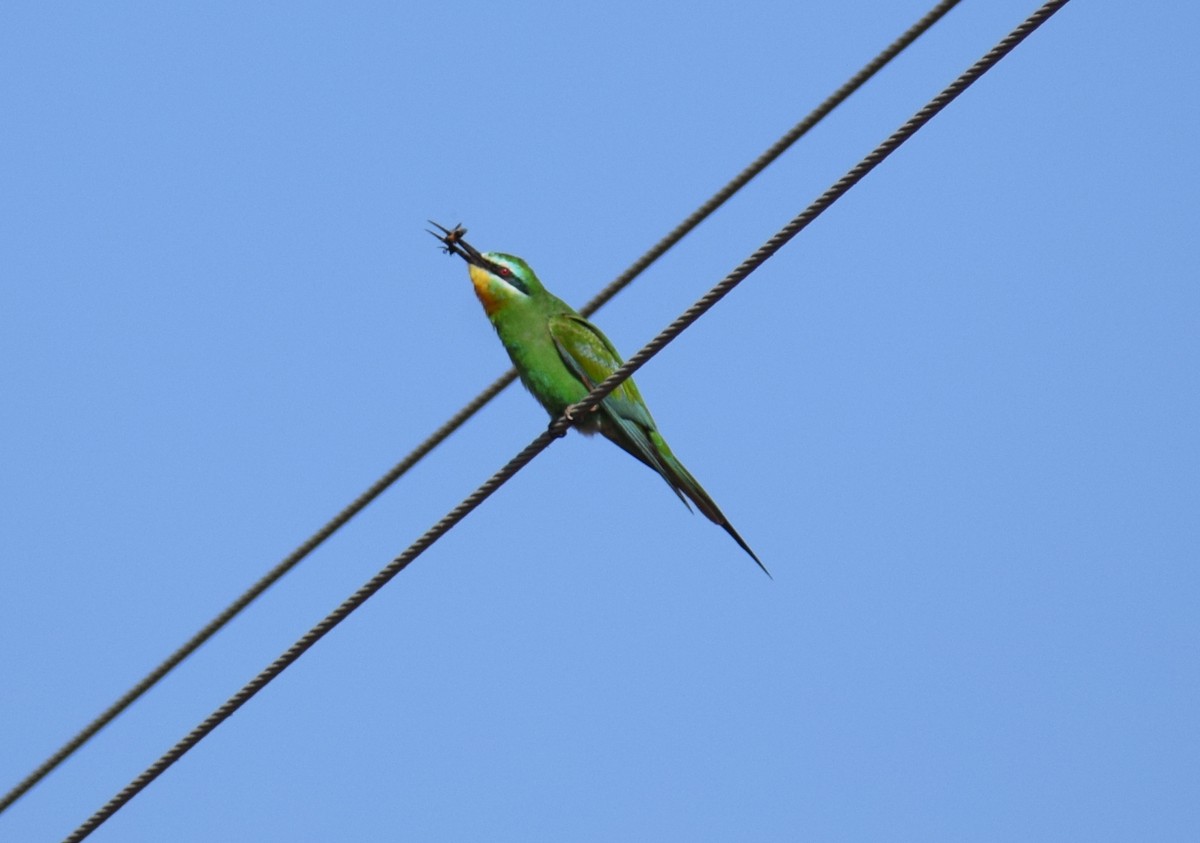 Blue-cheeked Bee-eater - ML647806710