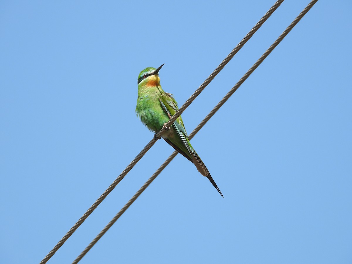 Blue-cheeked Bee-eater - ML647806712