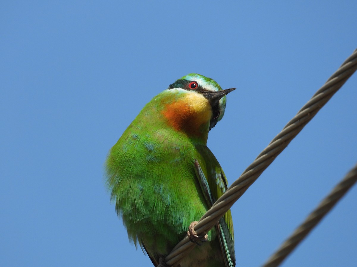 Blue-cheeked Bee-eater - ML647806713
