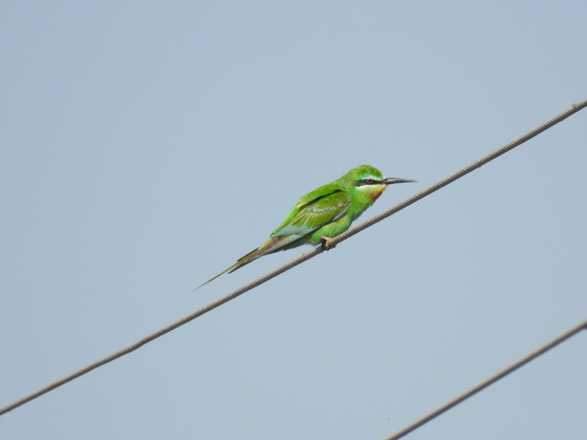 Blue-cheeked Bee-eater - ML647806714