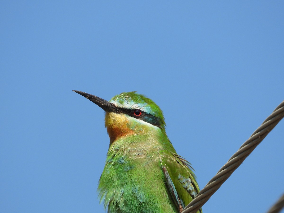 Blue-cheeked Bee-eater - ML647806715