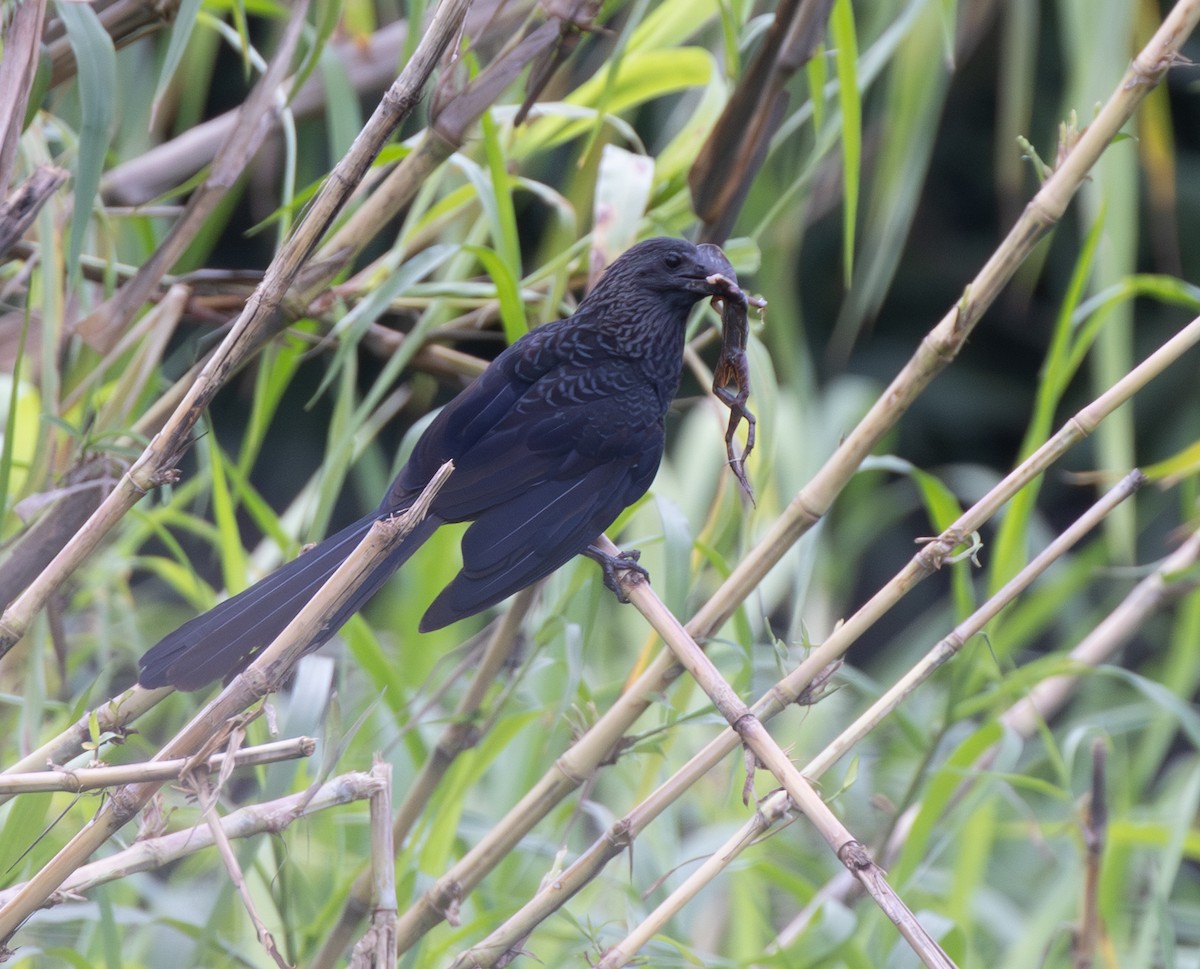 glattnebbani - ML647806718