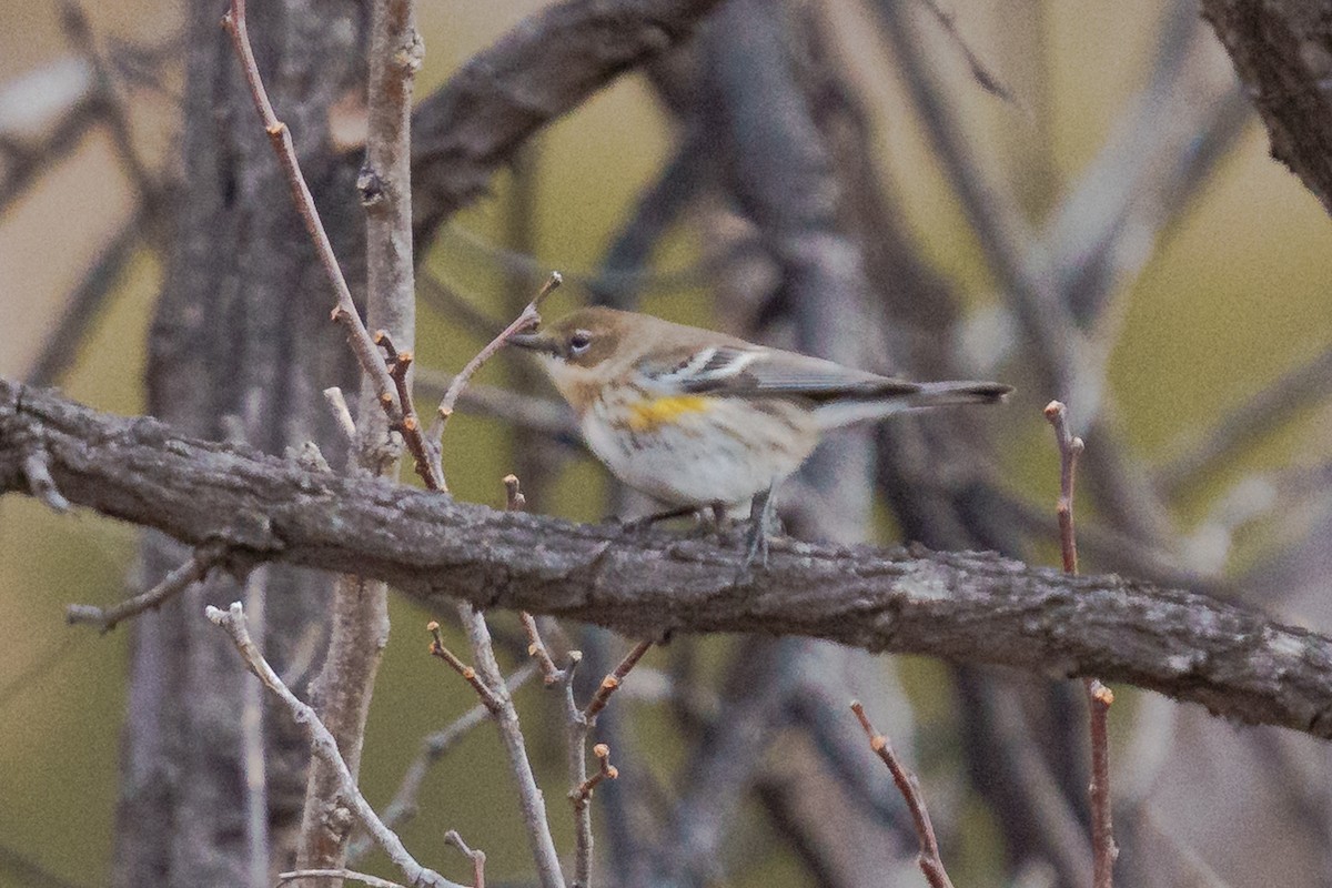Yellow-rumped Warbler - ML647806719