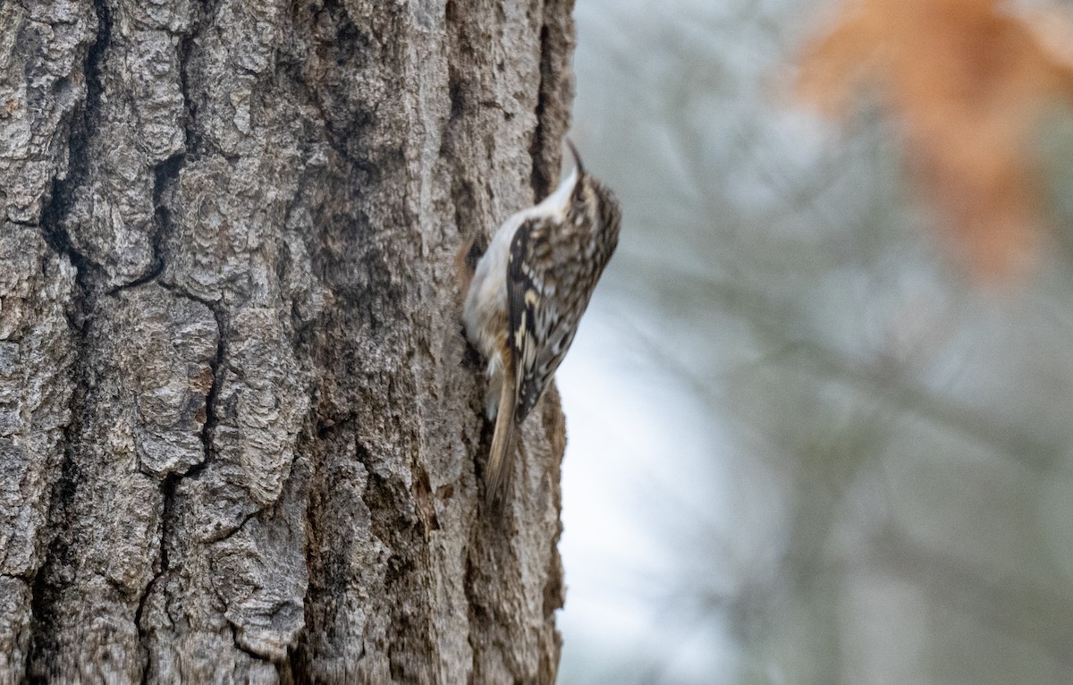 Brown Creeper - ML647806721