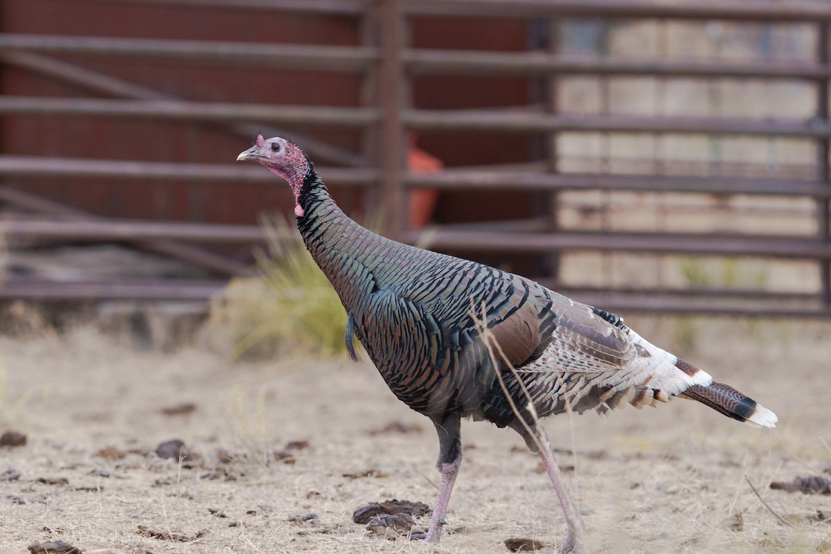 Wild Turkey - ML647806725