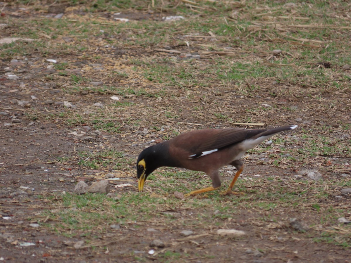 Common Myna - ML647806741