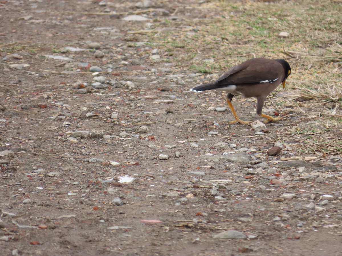 Common Myna - ML647806742