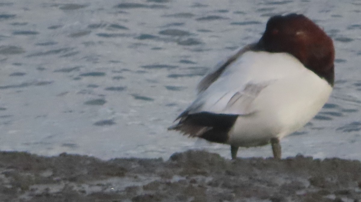 Büyük Elmabaş - ML647806743