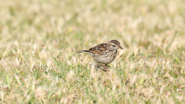 Australian Pipit - ML647806745