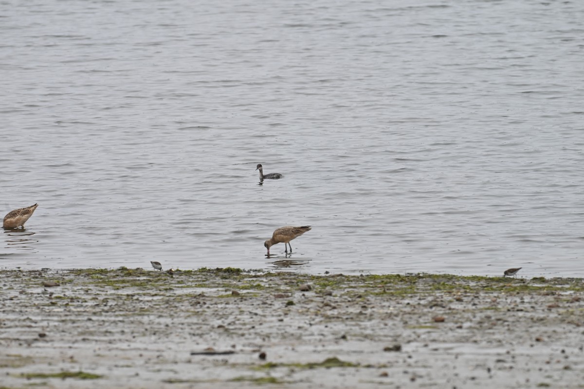 Eared Grebe - ML647806749