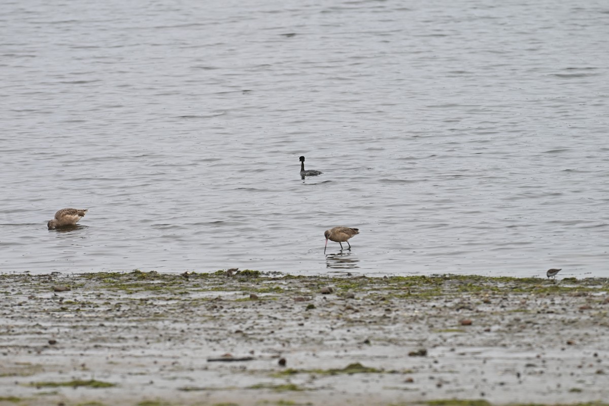 Eared Grebe - ML647806750