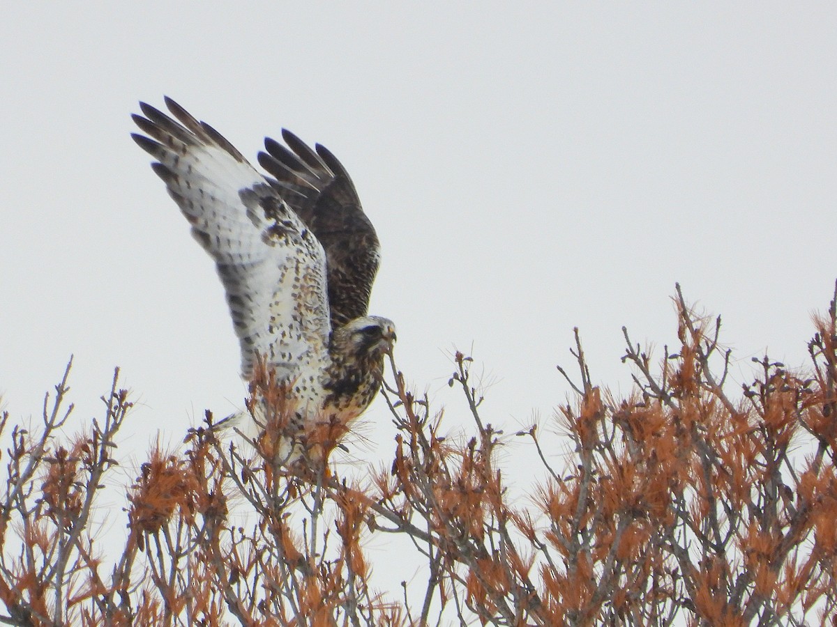 Rough-legged Hawk - ML647806751