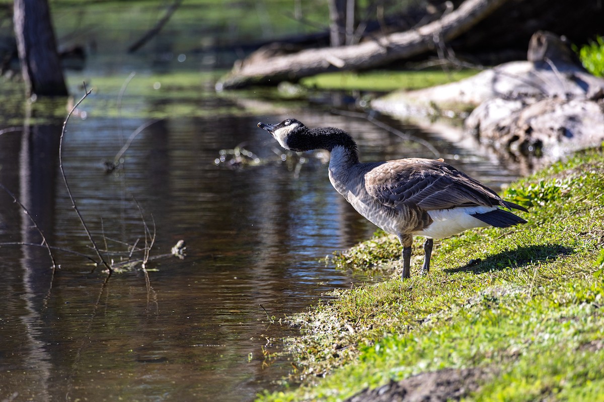 Canada Goose - ML647806752