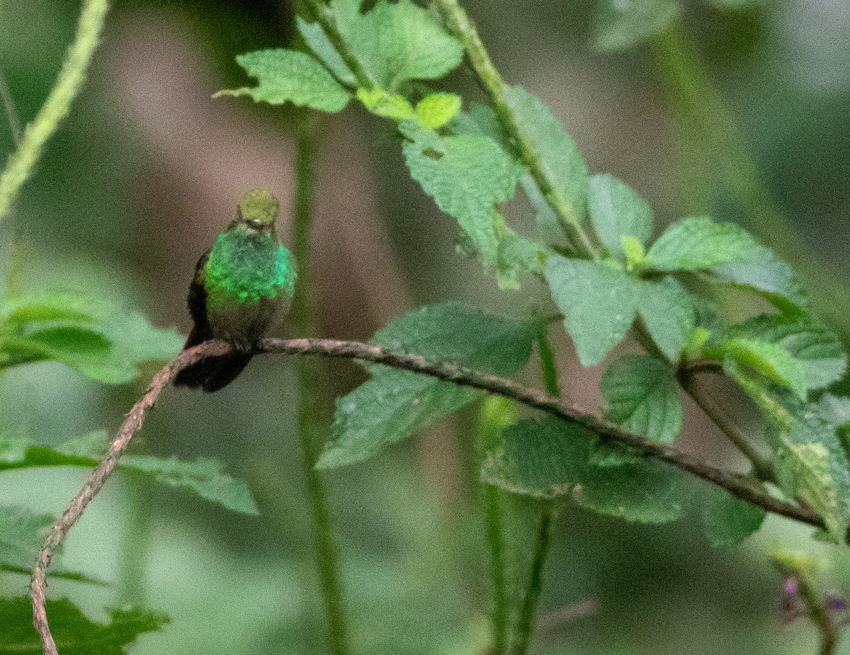 Rufous-tailed Hummingbird - ML647806753