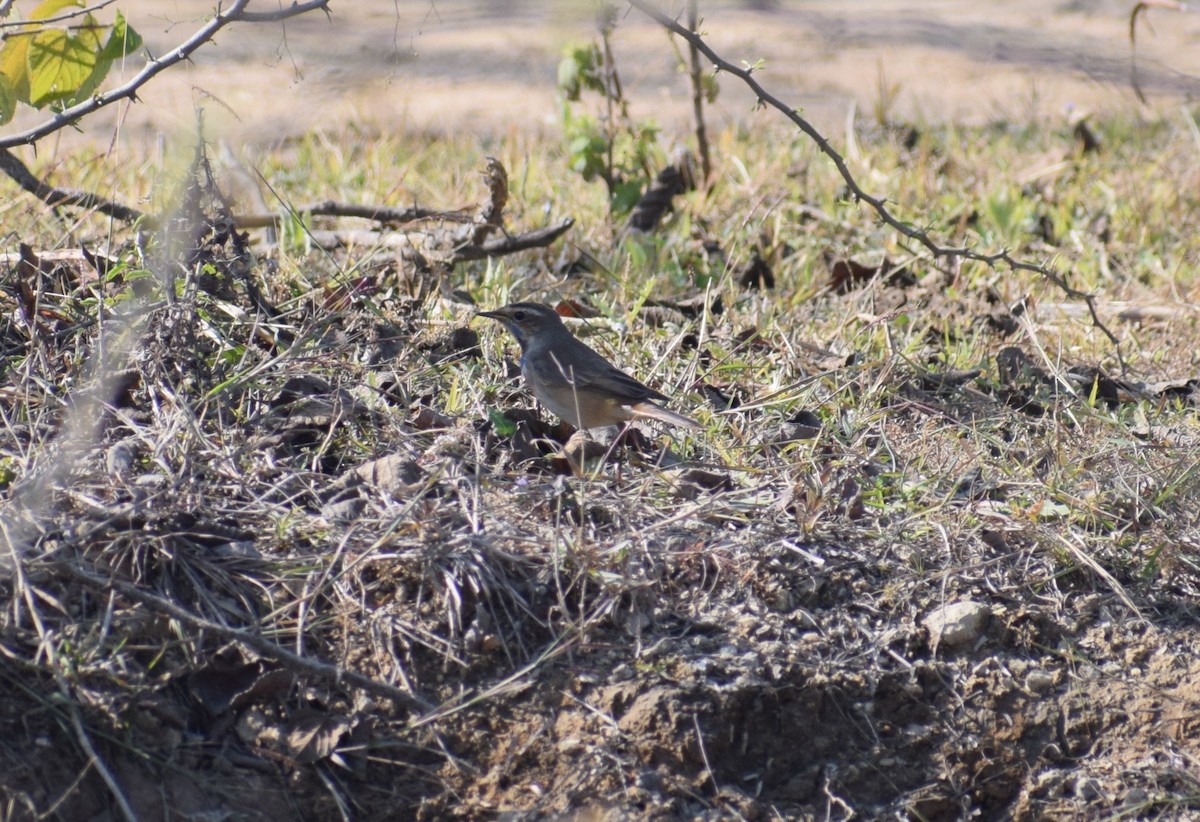 Bluethroat - ML647806756