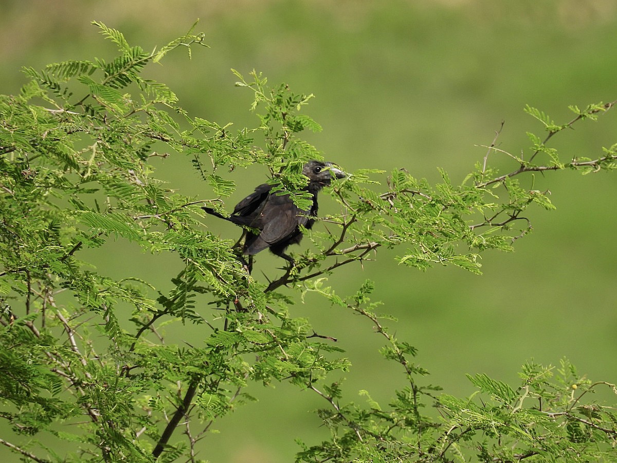 Smooth-billed Ani - ML647806757
