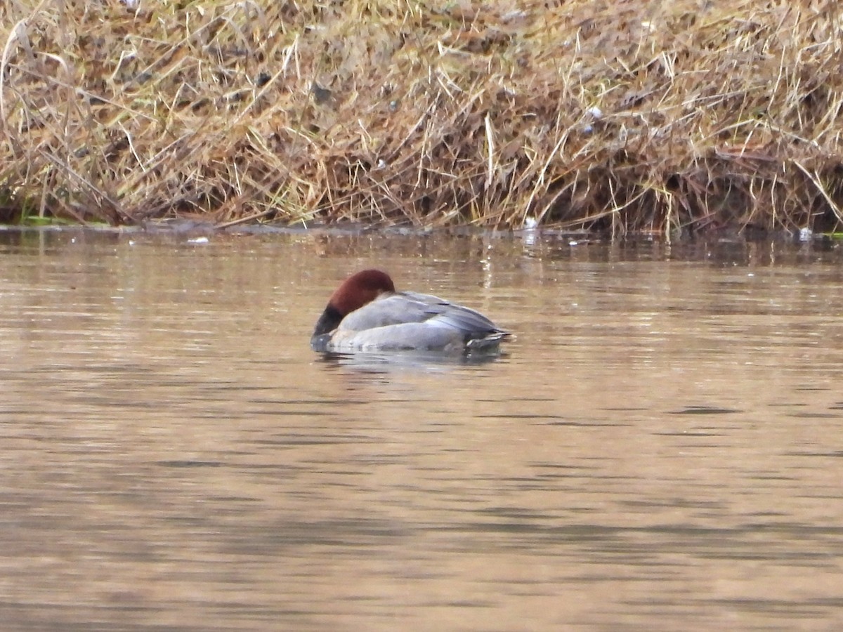 Redhead - ML647806758