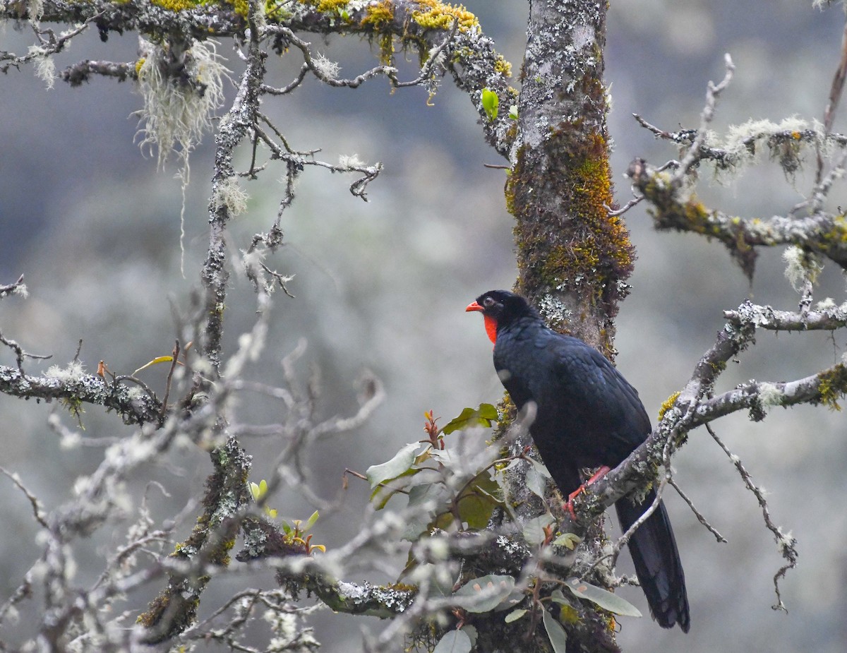 Highland Guan - ML647806760