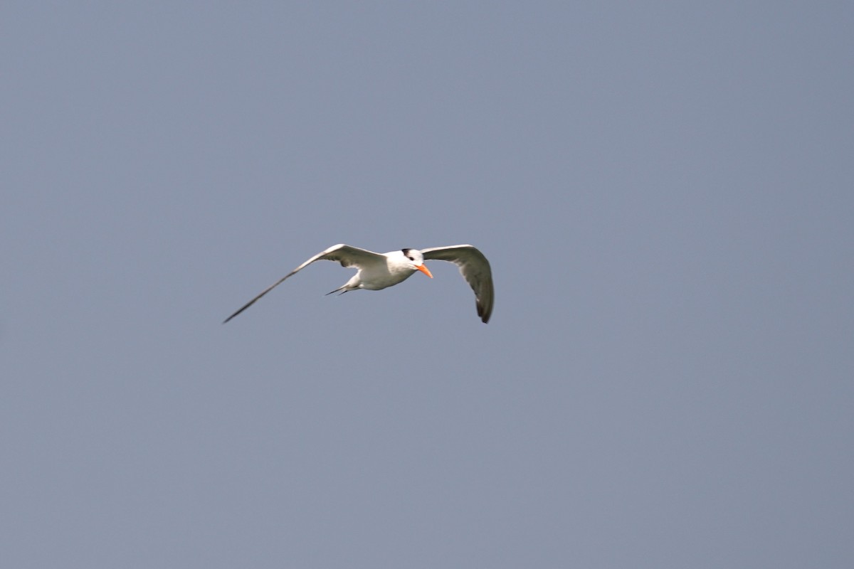 Elegant Tern - ML647806761