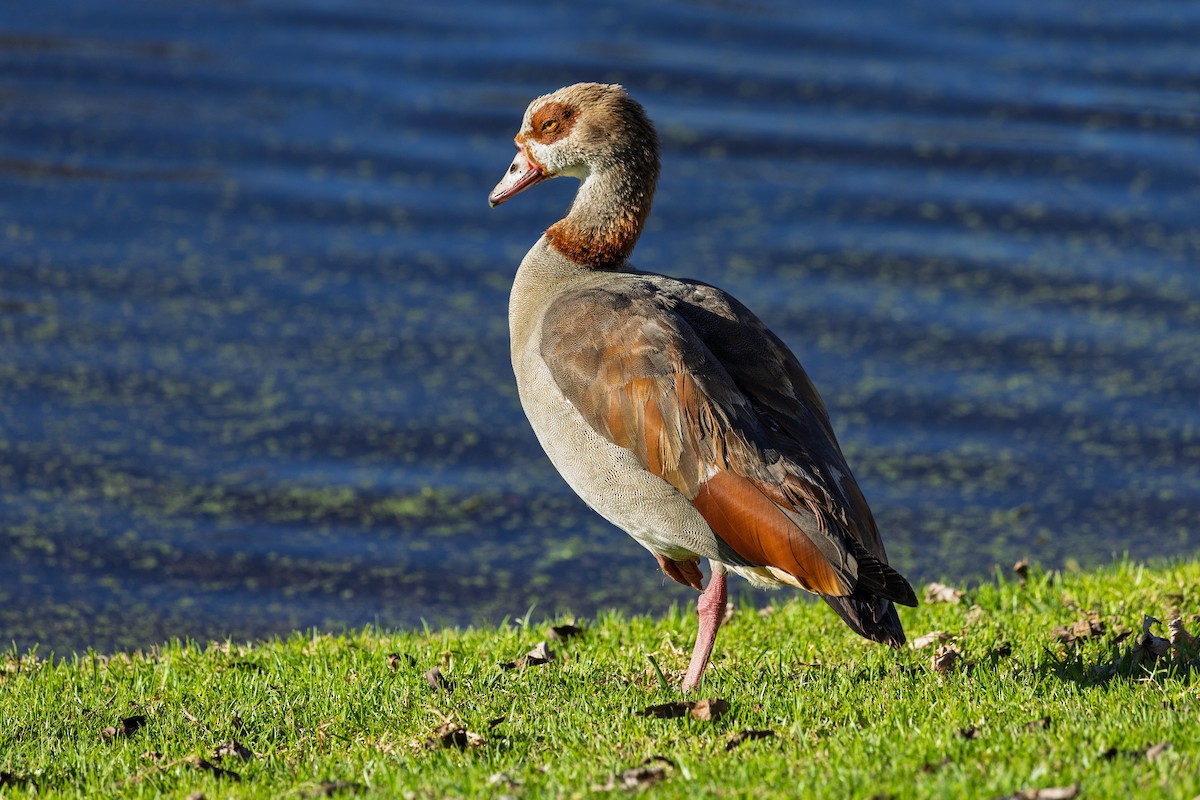 Egyptian Goose - ML647806763