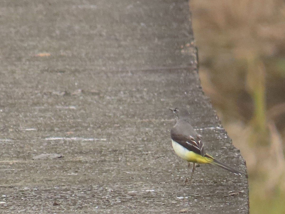Gray Wagtail - ML647806765