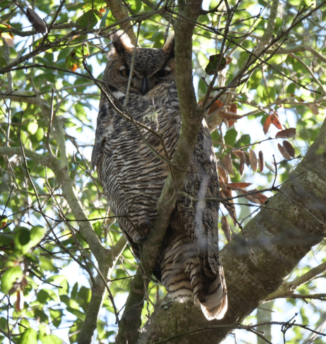 Great Horned Owl - ML647806766