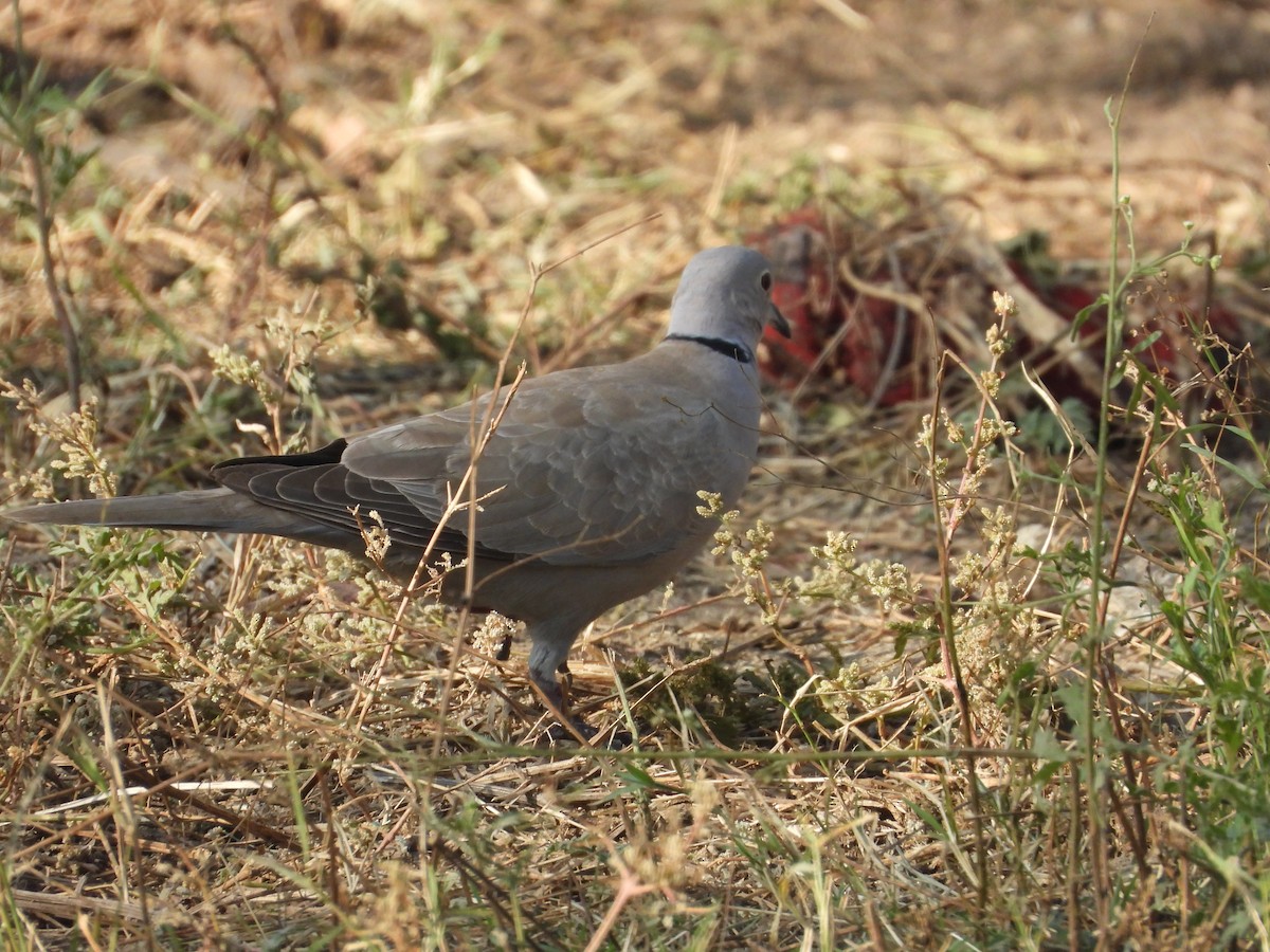 Eurasian Collared-Dove - ML647806767