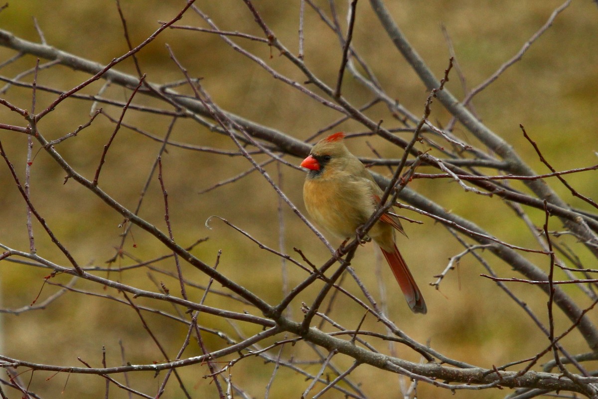 Northern Cardinal - ML647806769