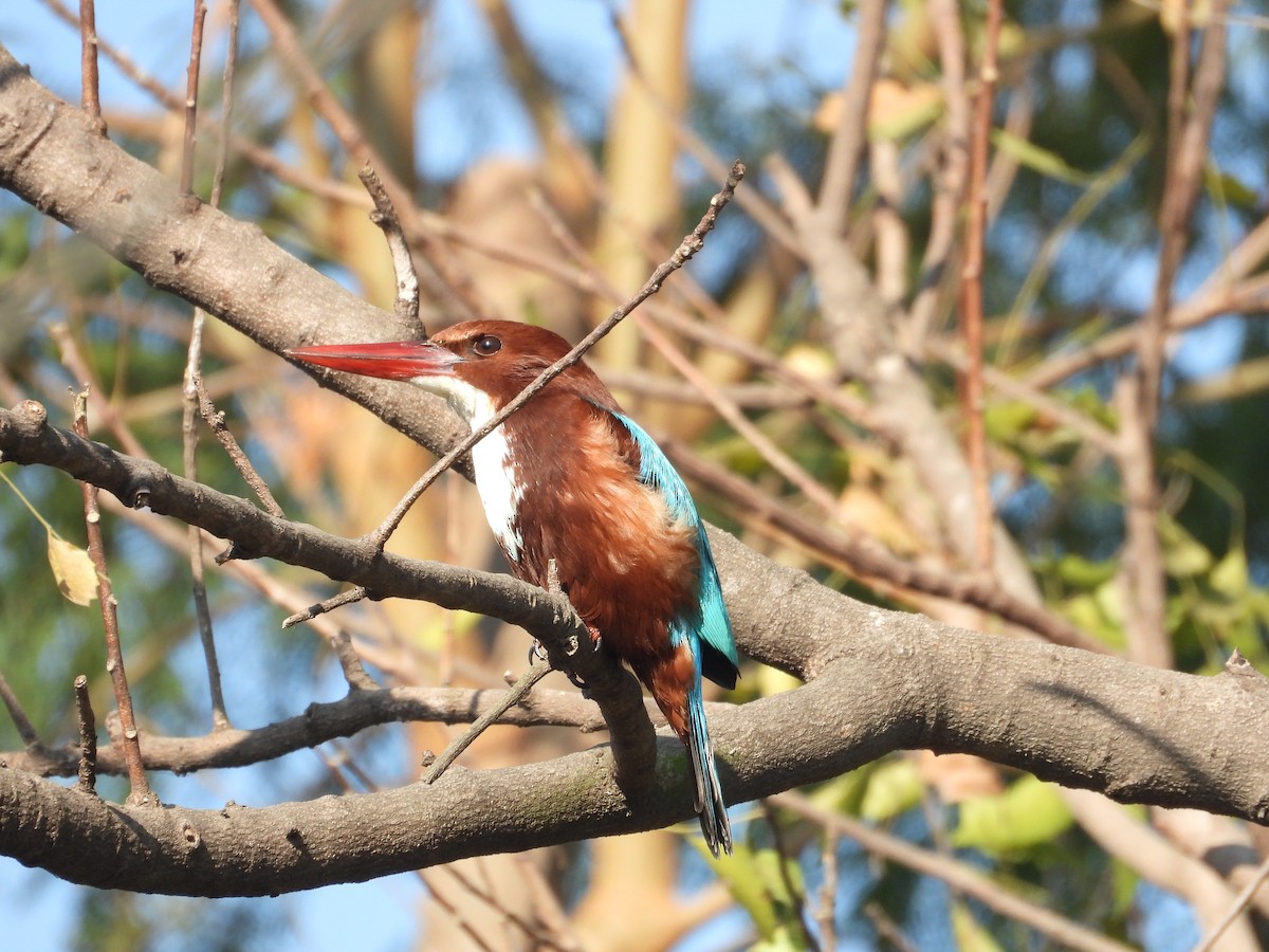 White-throated Kingfisher - ML647806770